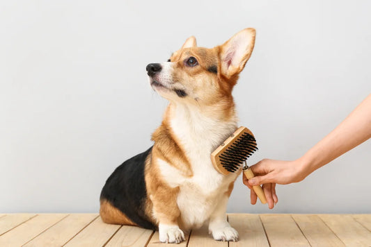 Los 5 errores más comunes al cepillar a tu mascota (y cómo evitarlos)