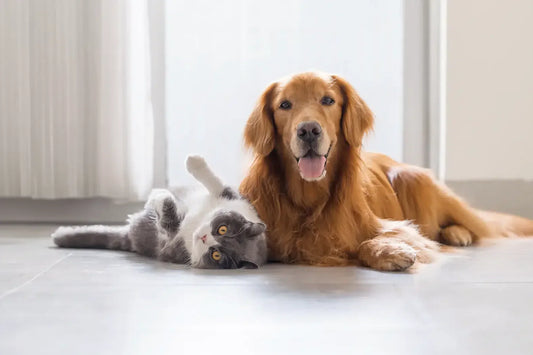 5 Consejos para Cuidar a tu Mascota y Hacerla Más Feliz 🐾