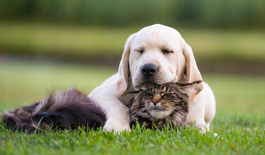 ¿Por qué deberías dejar de usar cepillos tradicionales para tu mascota?